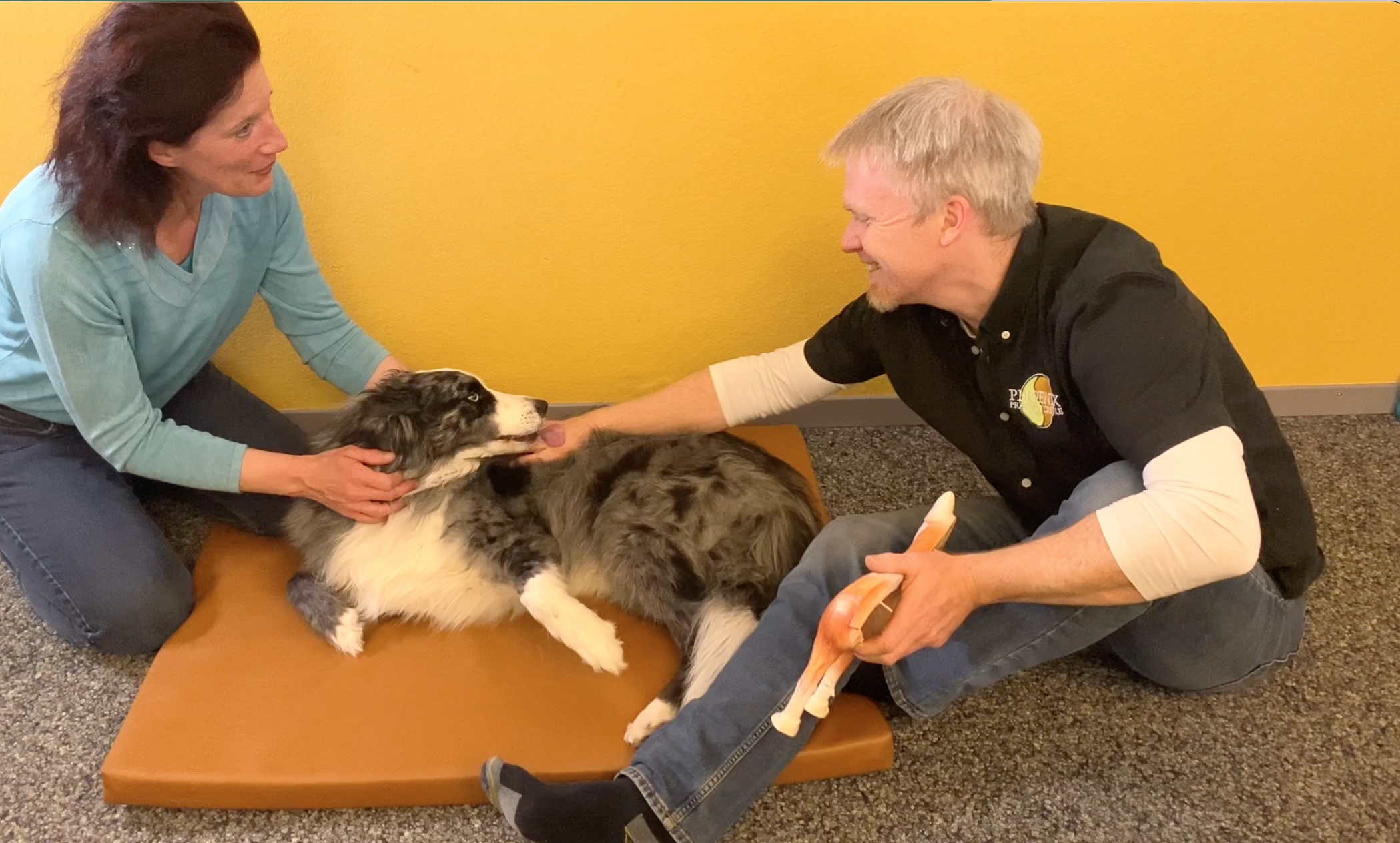 Ausbildung Tierkinesiologie