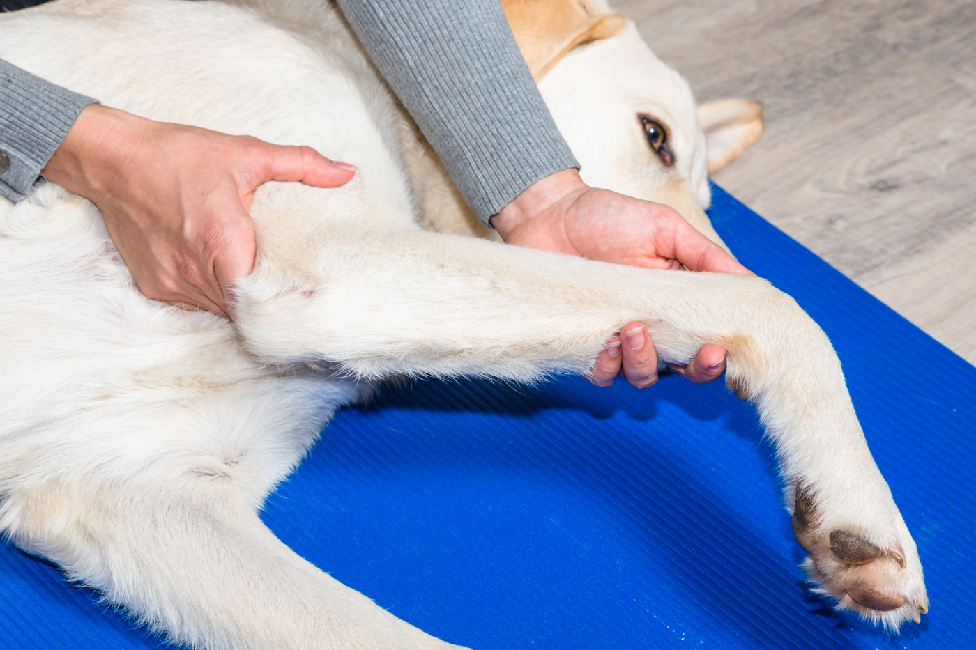 Bei einem Hund werden die Beschwerden mit Tierkinesiologie gelindert.